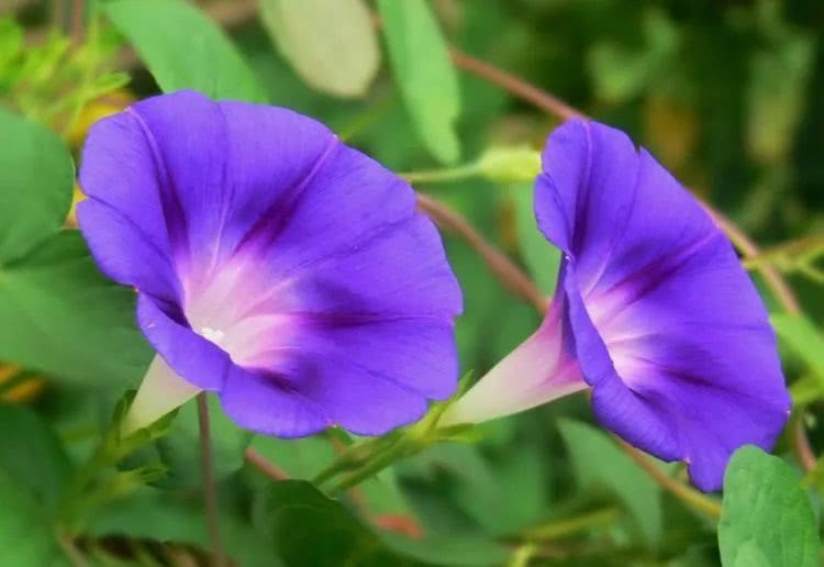 生肖@六月份，3大生肖财运兴旺，事业步步攀升，日子有钱