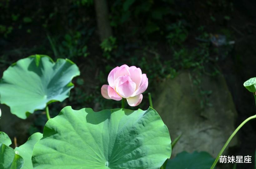 白羊座|11月10号起，财气汇聚，桃花开真爱来，出人头地的4星座