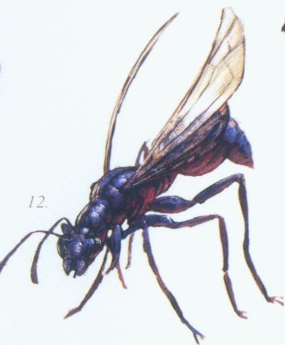 『仰泳』骷髅岛生物设定 昆虫篇