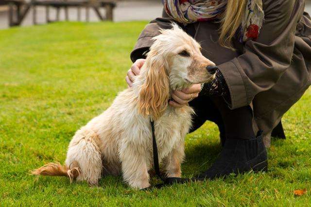 老年犬需要补充什么营养