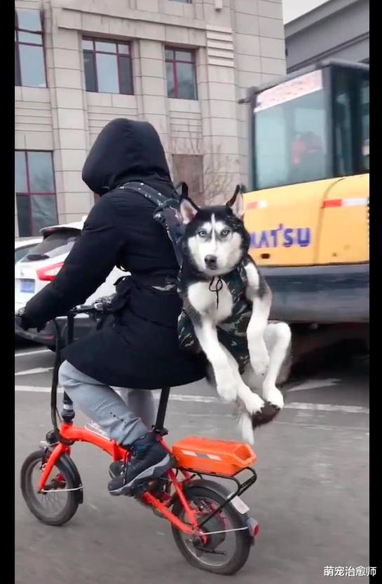 男子骑自行车还背着哈士奇，后轮胎都被压扁了，这是有多重呀！