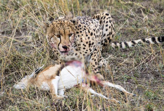 速度，让猎豹成了大猫中的“猎杀之王”，同时也埋下了巨大隐患