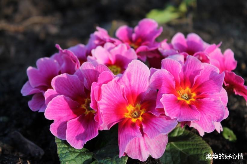 生肖：未来10天桃花翩翩，喜逢情缘，真爱千里来相见，今生情牵的生肖