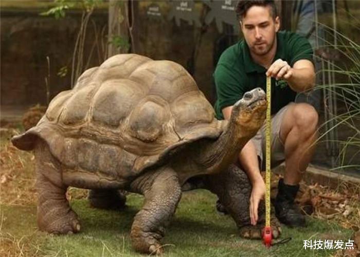 「巨龟」地球上消失100万年的龟,为何会再次出现?或与第6次大灭绝有关!