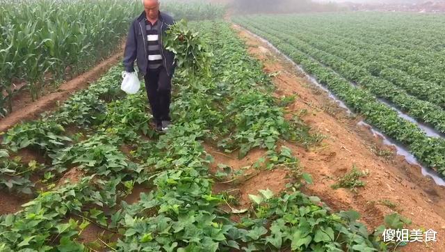 「红薯」夏天这碱性蔬菜要多吃，钙是西红柿的8倍，清脆爽口，不懂可惜了