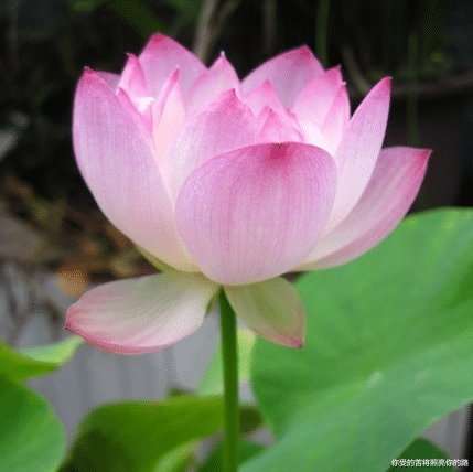 #运势#下周开始运势转旺，4属相财源滚滚，生活富贵舒适，日子越来越好