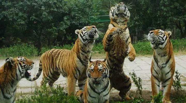 『老虎』细说猫科三巨头的战斗力