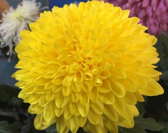 生肖▲越老越漂亮的3种生肖女，喜欢打扮自己，很有吸引力