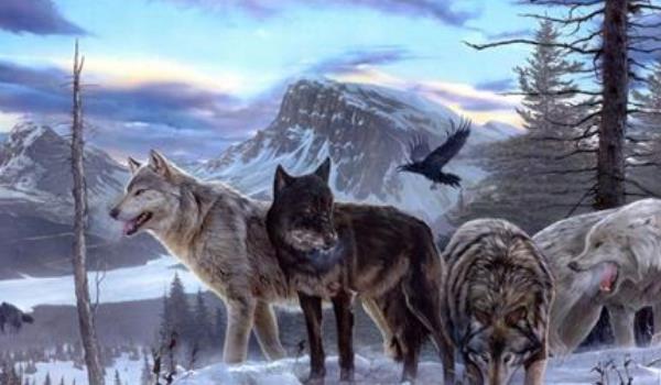 【】人们常说狼狈为奸，狼都认识那么狈又是啥动物? 你可能猜不到