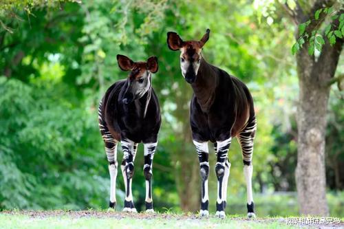 长颈鹿|是斑马劈了腿还是长颈鹿出了轨,世界上才会出现霍加狓这种动物