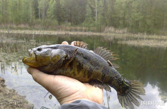 生物入侵|1900年代之前，锤头扁虫开始入侵美国，割成两半，双方都能活