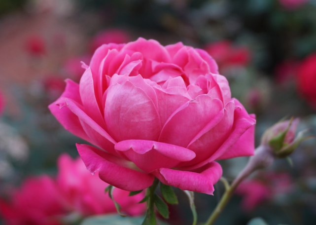 天蝎座|男人眼中很有吸引力的星座女，魅力出众善解人意，天蝎座榜上有名