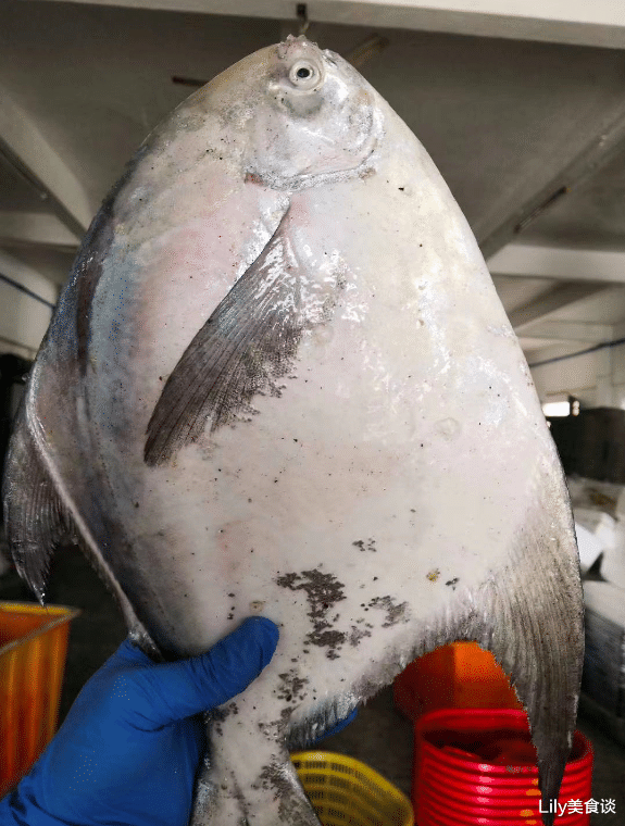 「带鱼」懂行人买鱼，专挑这6种鱼，目前无法人工养殖，营养好吃，贵也值得