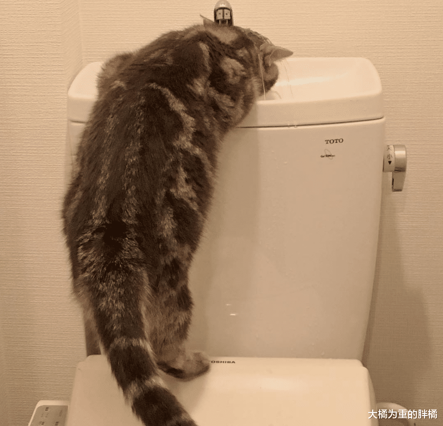 喵星人跟厕所水龙头较劲，喝不成水还次次被淋湿，却让它意外走红