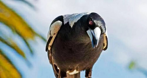 鸵鸟▲盘点世界上十大最危险的鸟类,第九名居然捕猎人类?