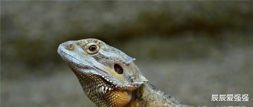 【外星人】进化论遭“推翻”，人类根本就不是地球生命，是真正的外星人