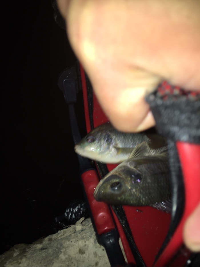 |乘着皓月当空，继续悠哉夜钓