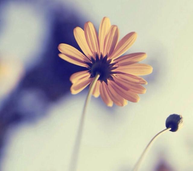 「运势」爱上你之后，就很容易心软的星座，外刚内柔，往往很痴情