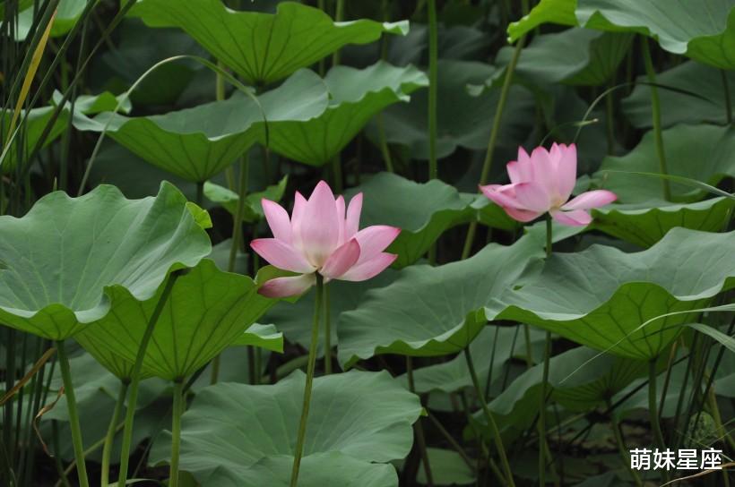 天秤座|11月初，青鸟临门喜鹊高叫，爱情如约而至，将喜获良缘的4大星座