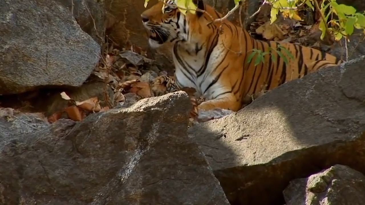 #狮子座#耐心十足,先苦后甜的几大生肖人,6月开头熬出精彩