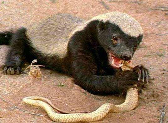 『蜜獾』蛇类虽然可怕,但绝不属于食物链顶端,盘点蛇类的十大克星!