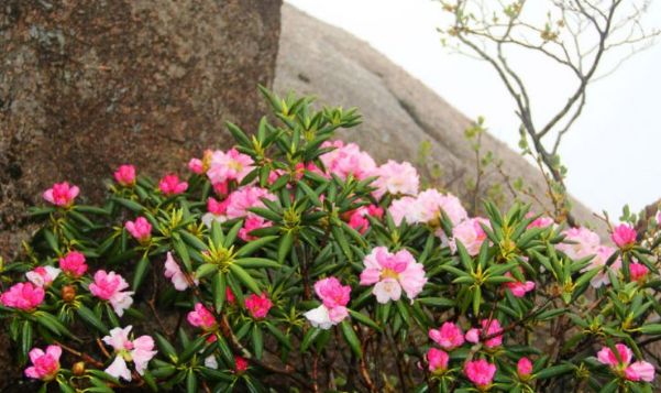 [生肖]最“虚伪”的三种生肖男，心里明明很爱妻子，却不会表达出来
