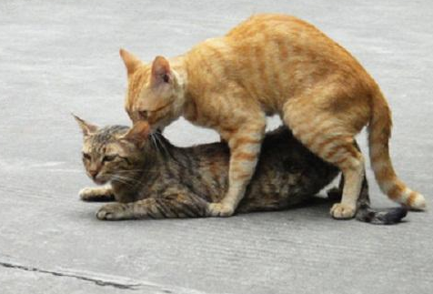 狮子|狮子在交配过程中，为什么要咬住对方脖子？看完你就懂了！