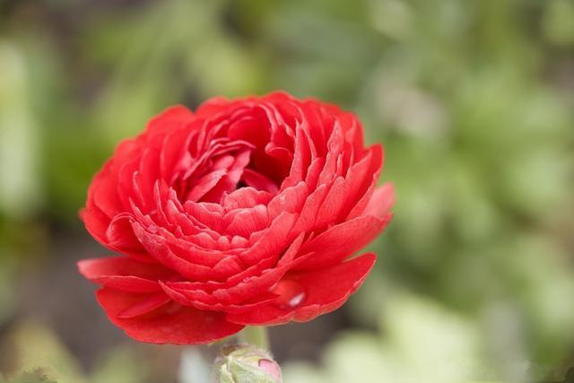 狮子座|下半年，收获胜利果实，3个星座劳有所获，满载而归！