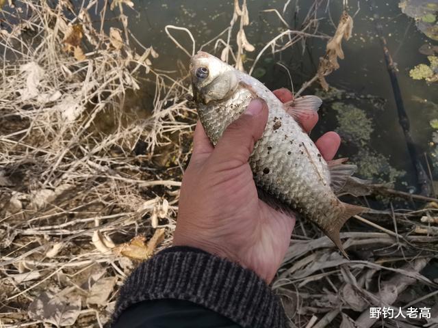 蜂蜜|蜂蜜涂抹蚯蚓，钓鱼好用吗？巧用3个技巧，提升它的诱鱼效果！