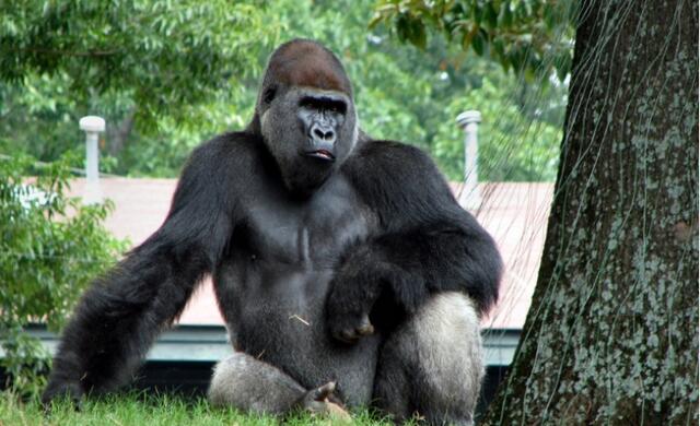 科学家|人类历史180万年，其中179万年碌碌无为，为何突然变成高级生物