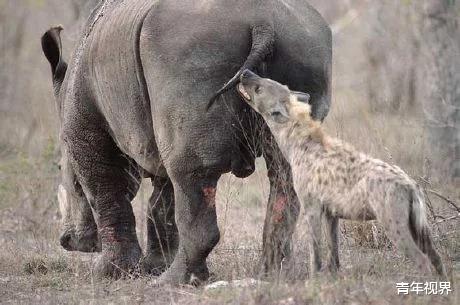 【鬣狗】“掏肛神兽”开战，鬣狗太惨了，掏肛一哥终于知道被掏的绝望了