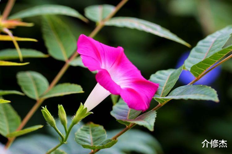 生肖|未来7天,财星高照,好运不断、财富爆发的4大生肖