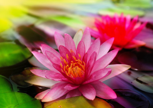 ：未来10天财路大开，4属相横财不请自来，桃花开真爱来，喜事连连