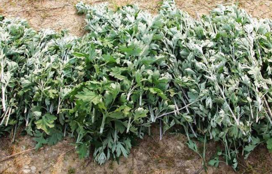 癌细胞|科学家发现一种植物能在16小时内杀死癌细胞