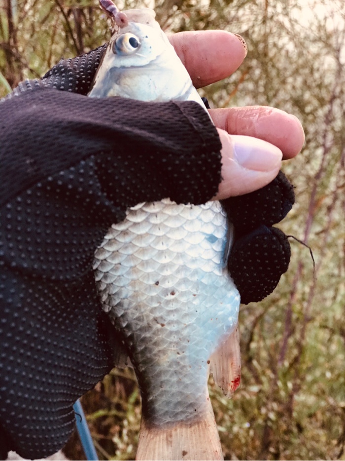 鲫鱼|早上鱼口不错\uD83D\uDC4D，可惜鱼杆断了