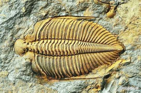 古生物学|地球一共经历过多少次文明？