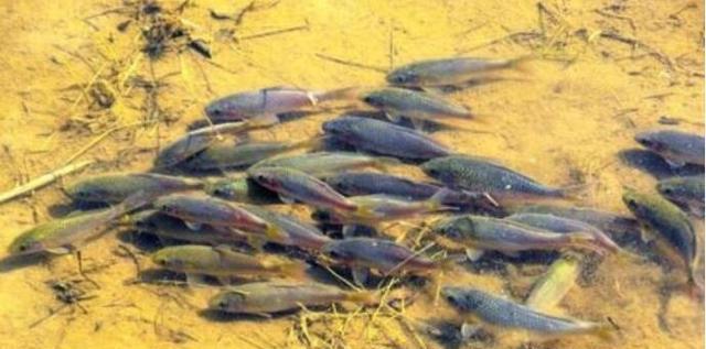 【】农村这种鱼，儿时很多，钓鱼人见到就头大，如今却5元一条很稀罕