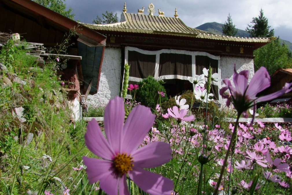 种植帮 象征着藏族文化的花朵—格桑花，寄托了藏族人民的美好情感