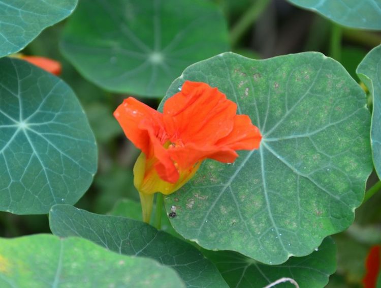 属狗|9月桃花入命,求得姻缘上上签,感情越来越顺,遇真爱脱单的星座