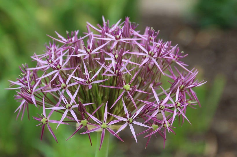「狮子座」未来半年财神送财喜，鸿运在手，横财当头，左右皆有贵人的四属相