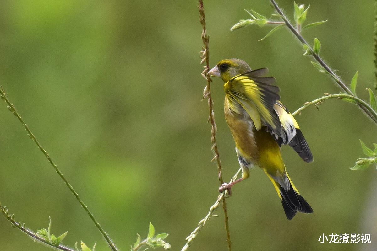 小龙撩影视 女子冒着危险为母亲治病，最终收获了幸福