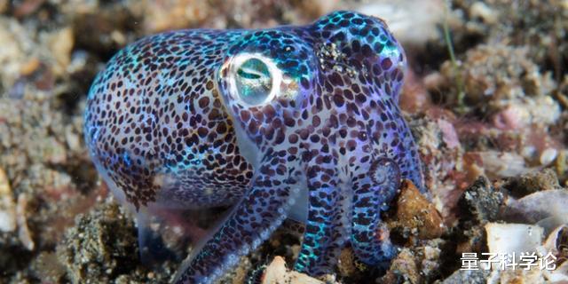 章鱼|章鱼应该来自外星？多个研究表明，科学家的怀疑或许是对的