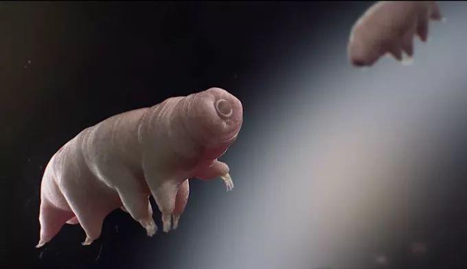 「水熊」水熊虫能活到太阳毁灭？科学家发现其有一致命弱点！