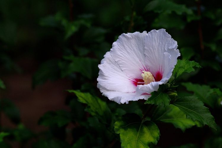 生肖|8月下旬开始，不甘心真爱溜走，主动追回旧爱，共度余生的4大生肖