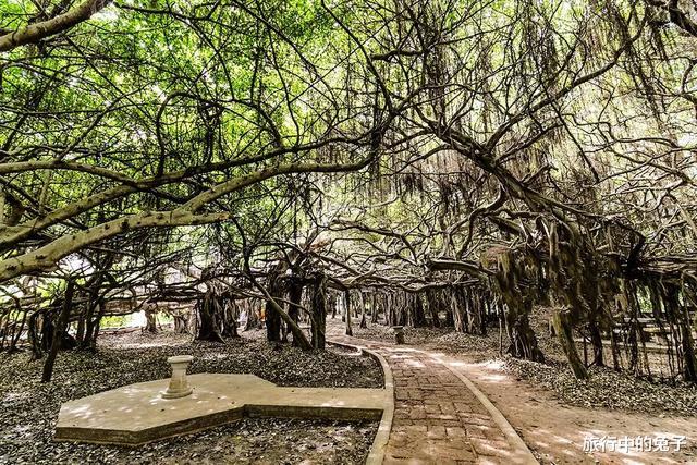 |一棵树就是一座岛，300年古树盘根错节，形成3.5万平米岛屿