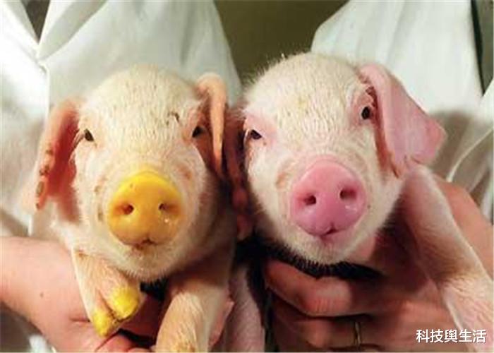 #海龟#曾火热的克隆技术,为何如今很少有人提了?多莉的一生给出答案!