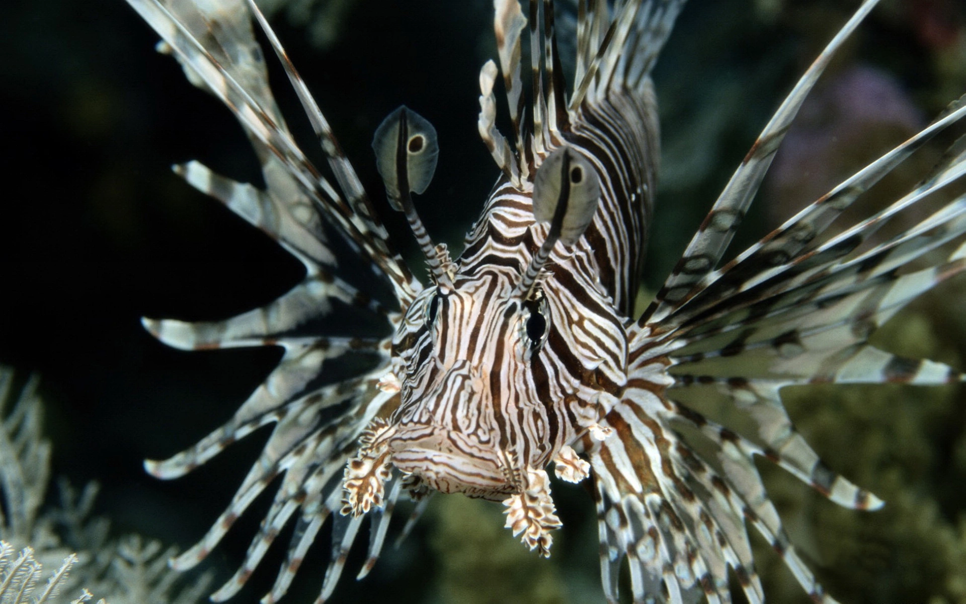 [鲨鱼]海洋里五类最凶险的海洋生物, 鲨鱼排最后, 最可怕的是被当宠物的它