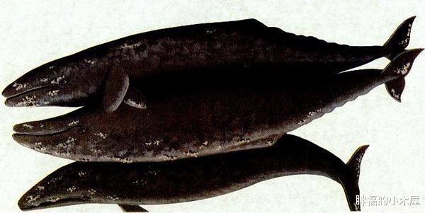 「长颈鹿」长颈鹿没有象牙和犀角,为什么也被人捕杀?