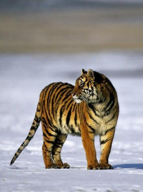 |最大的猫属动物能打得过最小的豹属动物吗？