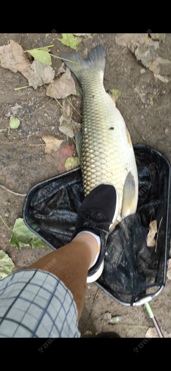 玉米|「垂钓纪实」 爆杆报仇之跑鱼连连……